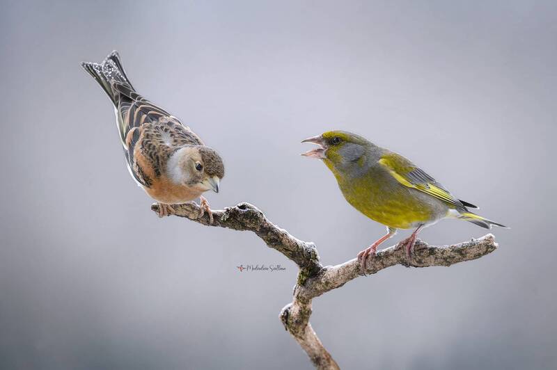 Непримиримые. фото превью