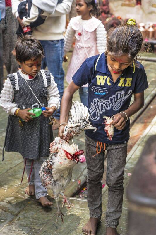 Жертвоприношение фото превью