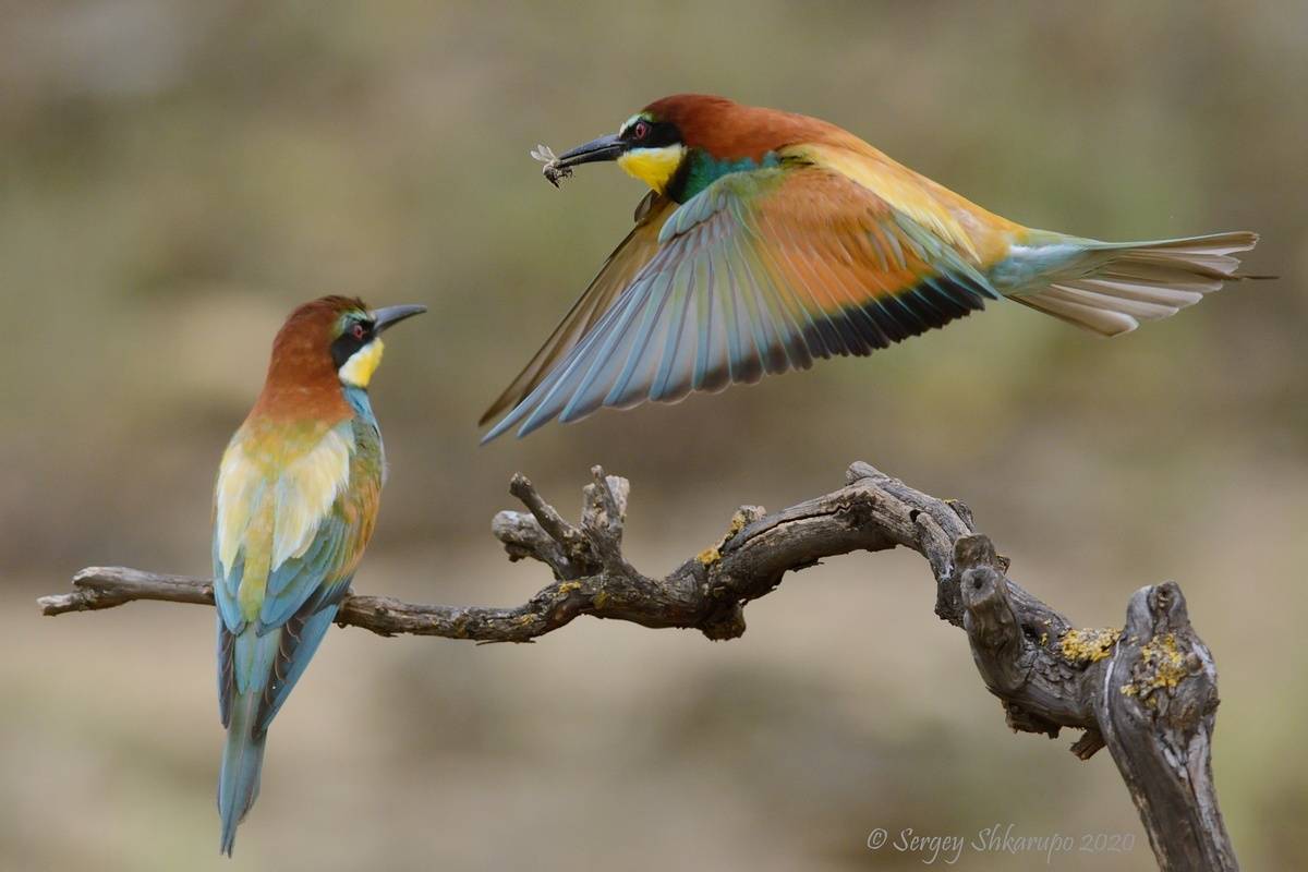 Лечу на всех парах. Автор: Сергей Шкарупо , Сергей Шкарупо