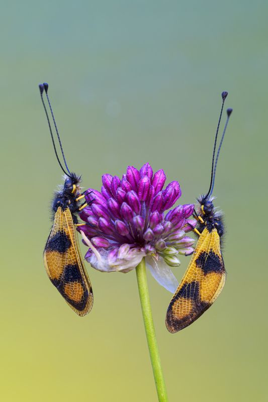 macrophotography Silent dancing фото превью