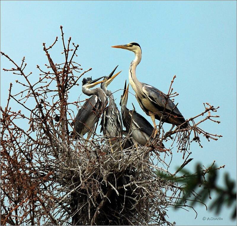 птицы,цапли,гнездо,молодые,маманя,где,лягушки Маманя, а где лягушки? ) фото превью