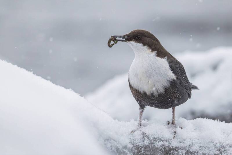 оляпка, зима, птицы Оляпка с добычей фото превью