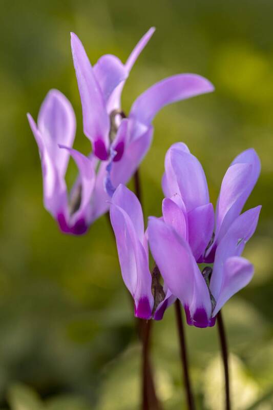 macro, flowers, plants, nature, spring, red, grass flowers фото превью