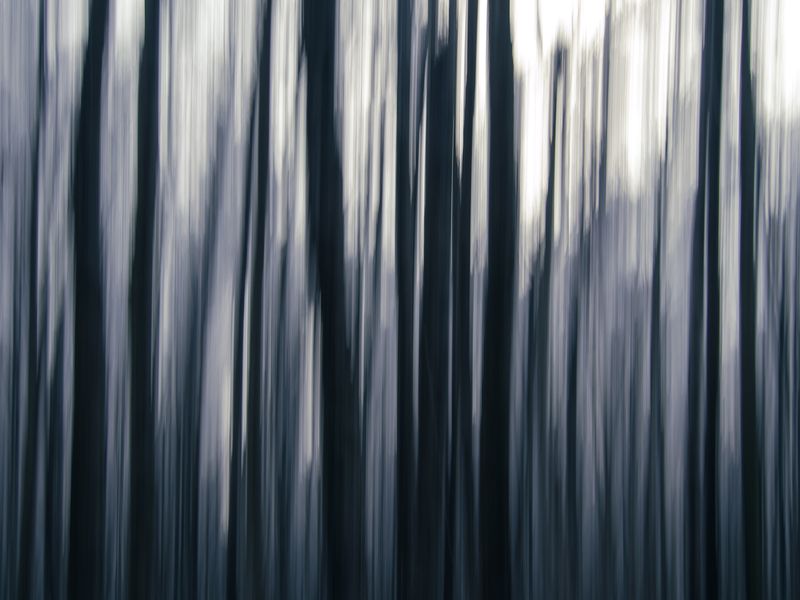 forest,lines,abstraction,lines,icm Forest linesphoto preview