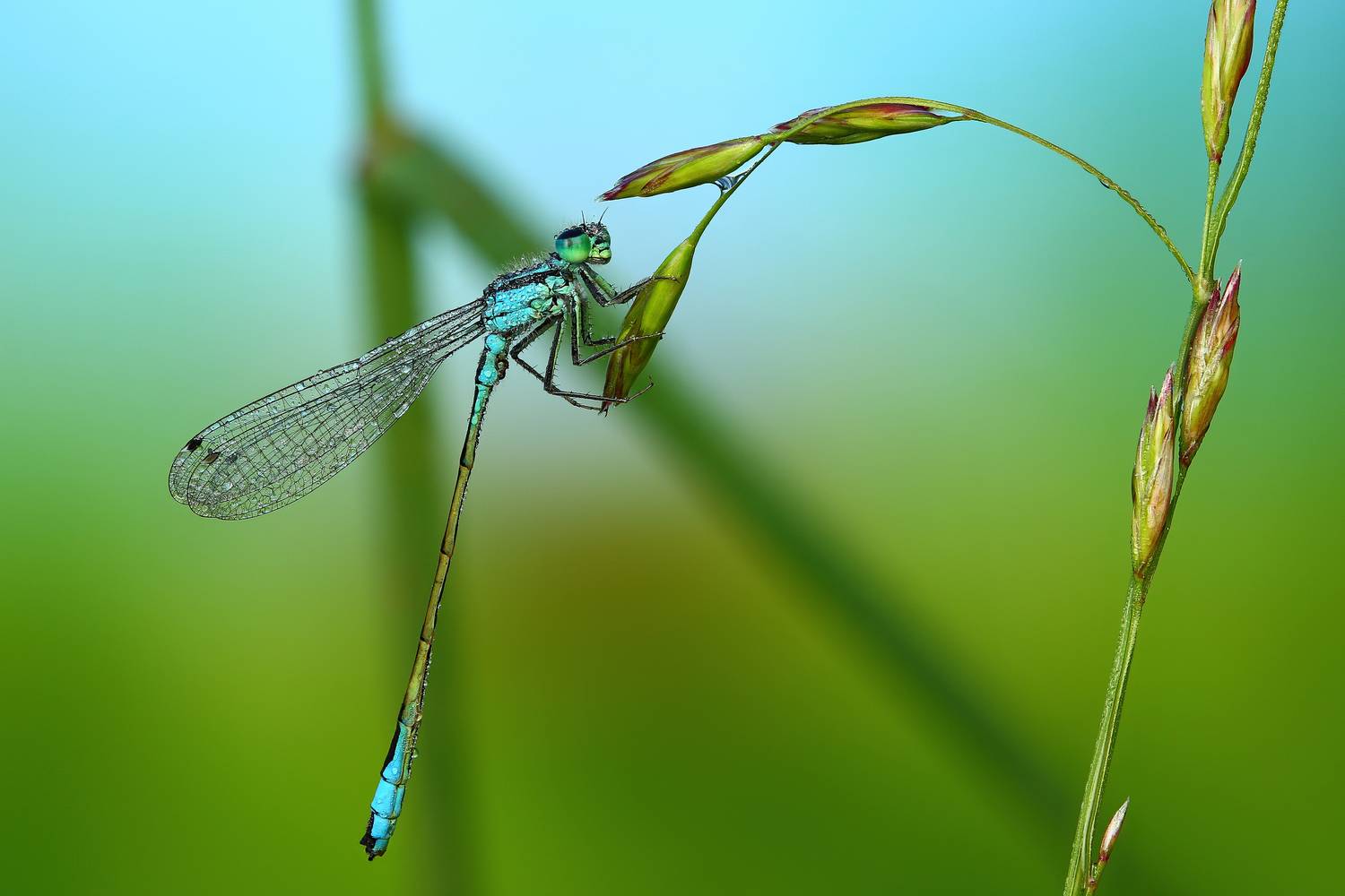 макро, природа, животное, растение, цвет, фото, синий, стрекоза, трава, Шаповалов Андрей