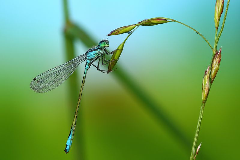 макро, природа, животное, растение, цвет, фото, синий, стрекоза, трава Стрекоза фото превью