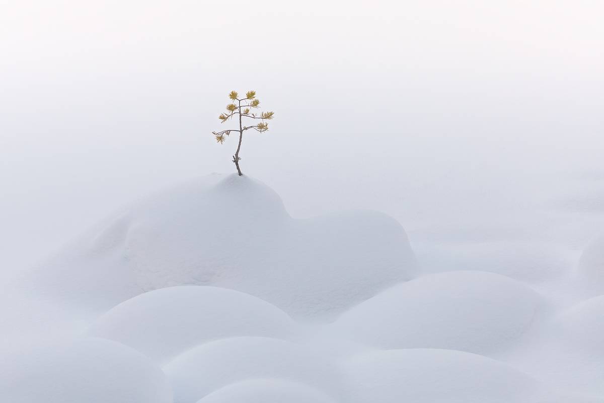 зима, мороз, сугробы, уксинская озовая гряда, озы, сосна, ладожские шхеры, карелия, ладога, северное приладожье, сортавала, суоярви, питкяранта, русский север,северная природа, северный пейзаж, пейзажи карелии, фототуры по карелии, фототуры по ладоге, фот, Уютнов Кирилл