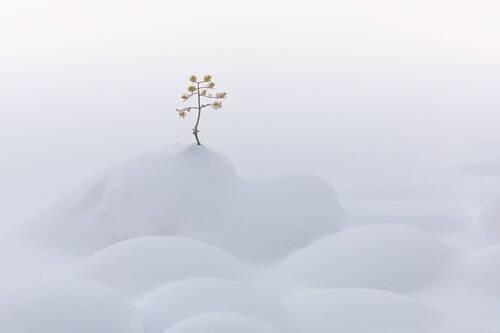 Снежное одиночество