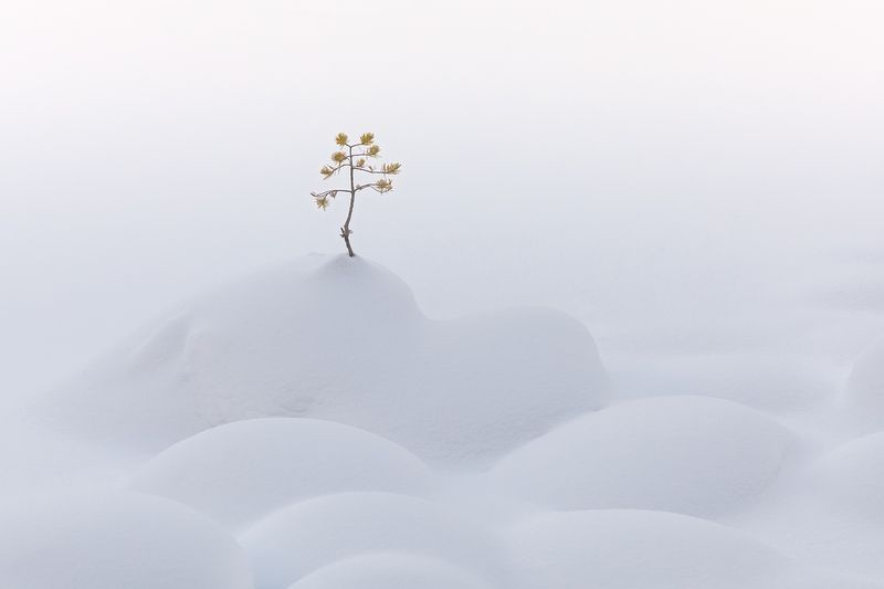 зима, мороз, сугробы, уксинская озовая гряда, озы, сосна, ладожские шхеры, карелия, ладога, северное приладожье, сортавала, суоярви, питкяранта, русский север,северная природа, северный пейзаж, пейзажи карелии, фототуры по карелии, фототуры по ладоге, фот Снежное одиночествоphoto preview