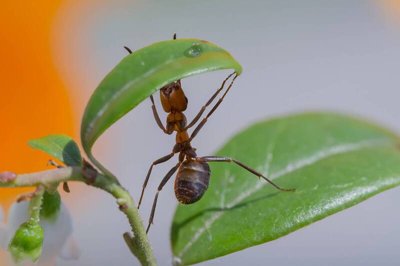 Дотянуться до капельки фото превью
