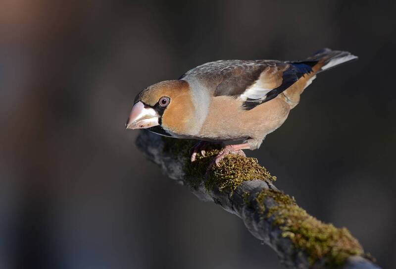 Настороже... фото превью