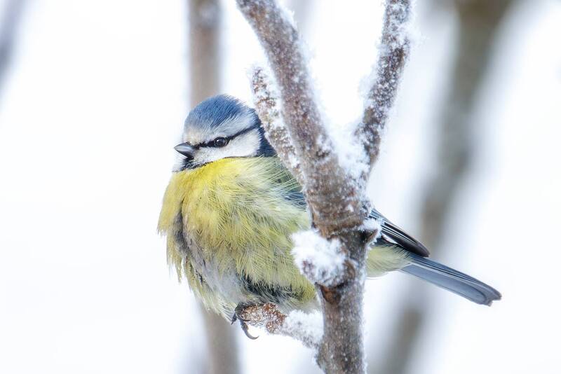 Лазоревка фото превью
