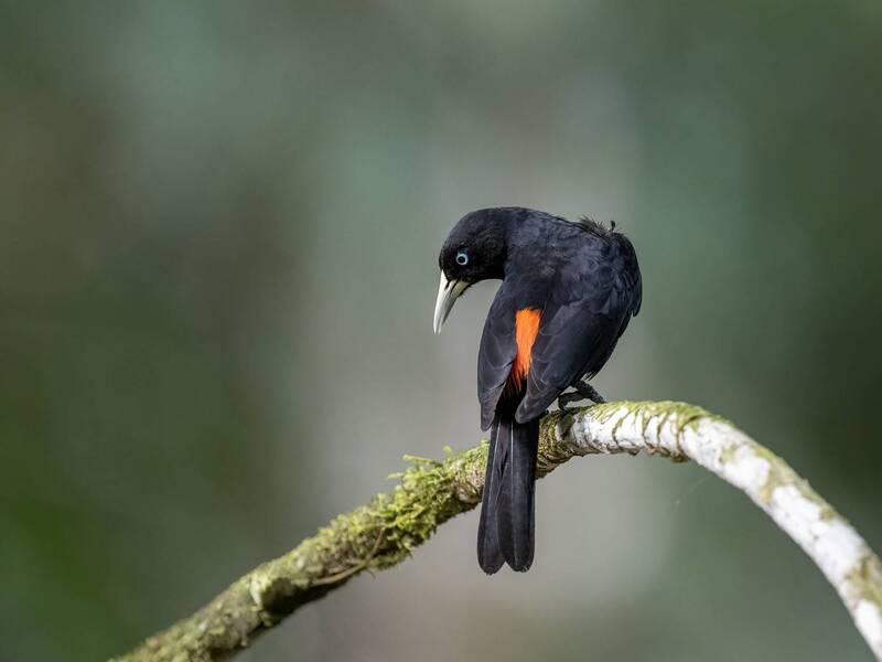Scarlet-rumped Cacique фото превью