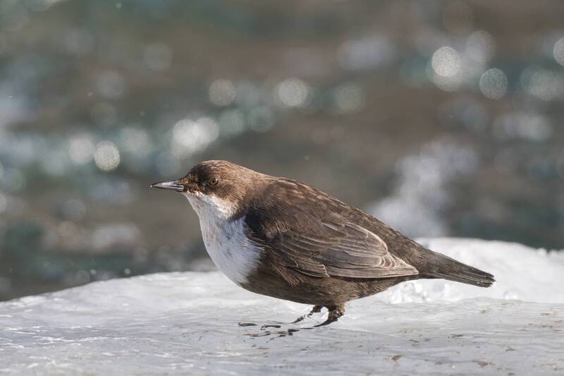 Оляпка фото превью