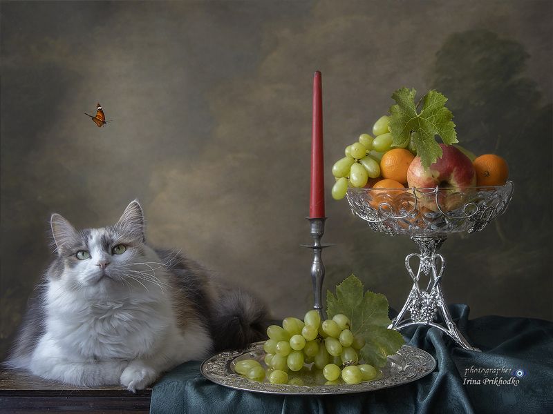 натюрморт, фрукты, кошки, сибирская кошка Вальяжная красоткаphoto preview