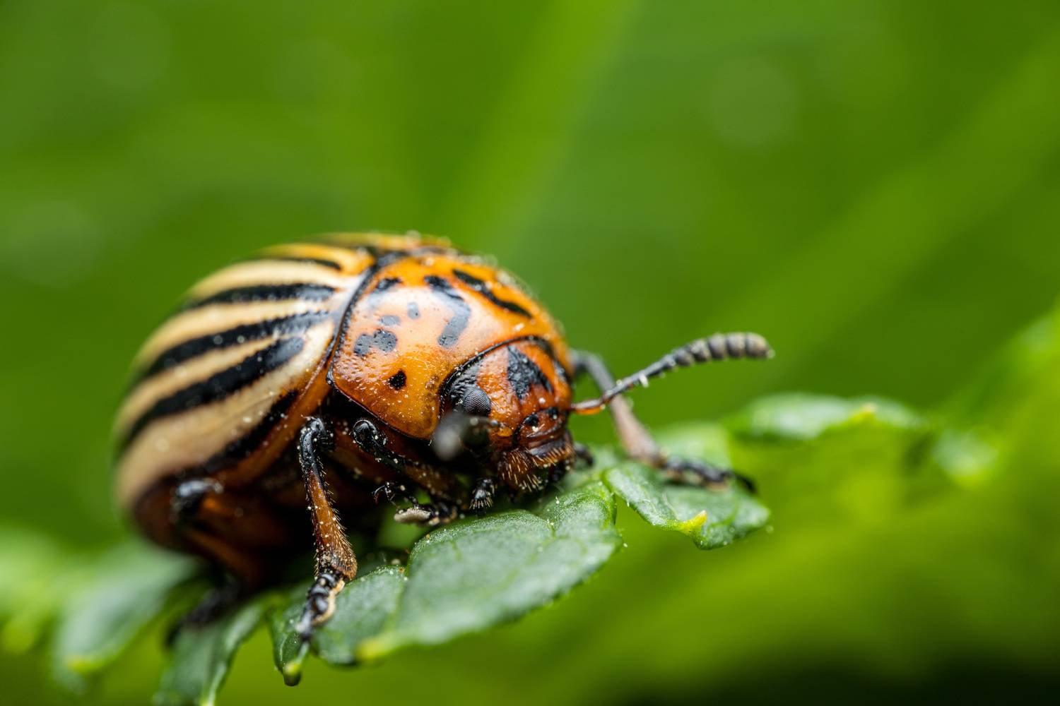 , Миша Усольцев