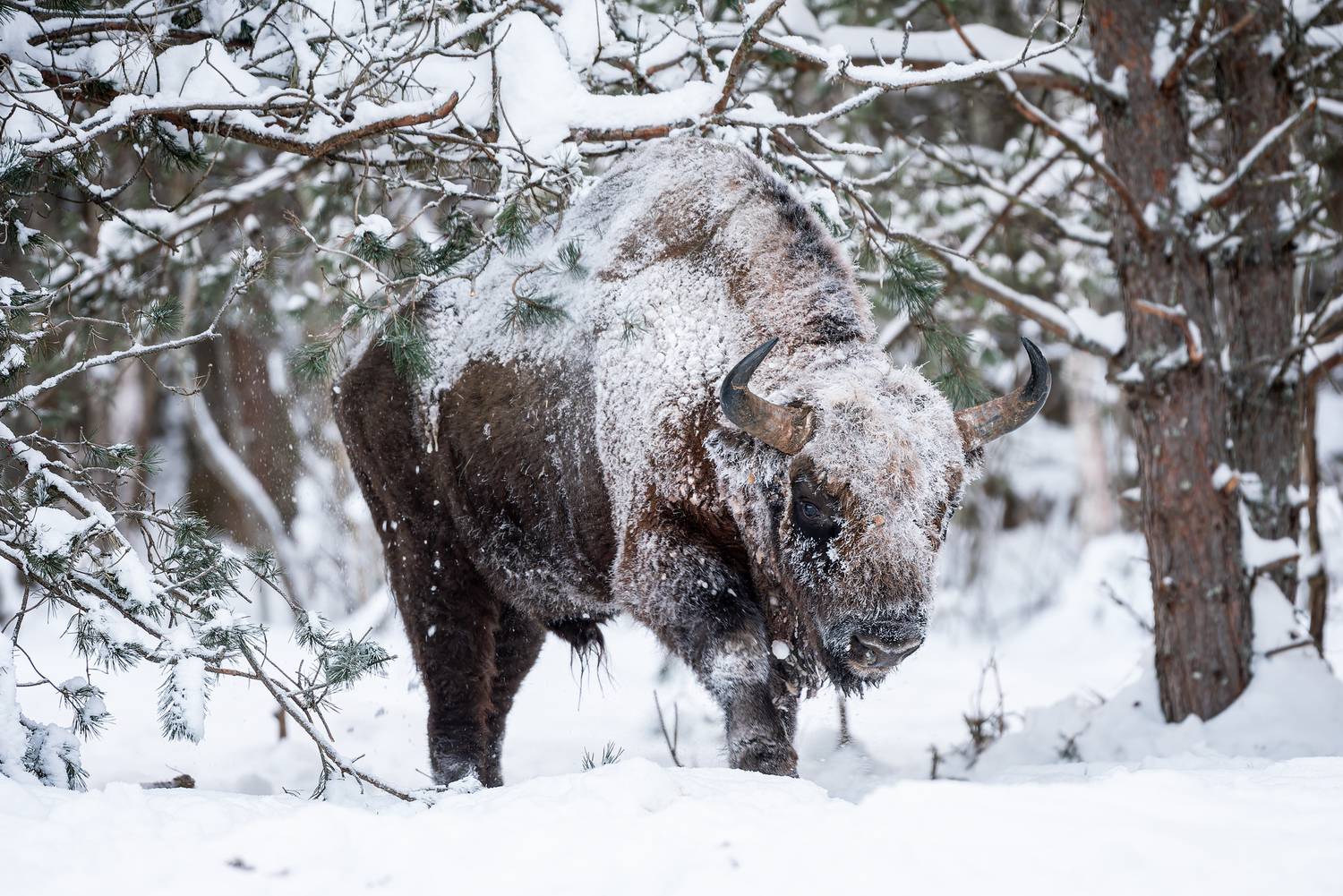 заповедник, калужские засеки, зубр, зима, иней, wildlife, bison, european bison, зубков игорь, nikon, Игорь Зубков