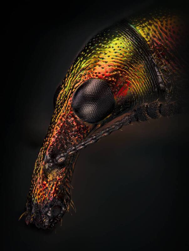 coleoptera, byctiscus populi, тополёвый трубковёрт Тополёвый трубковёрт фото превью