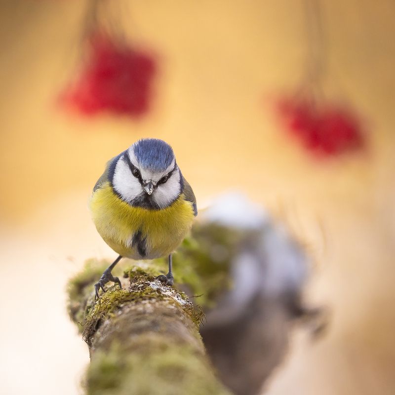 Titmouse фото превью