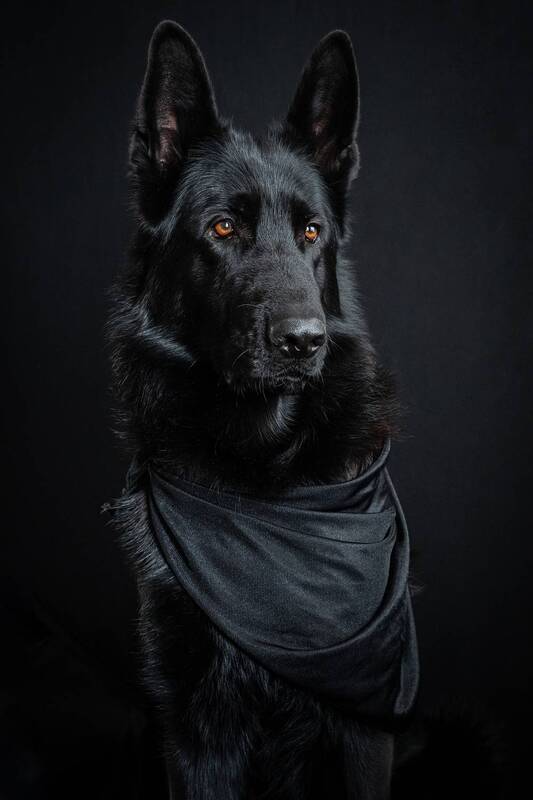 немецкая овчарка, чёрный, собака, друг Хантерphoto preview