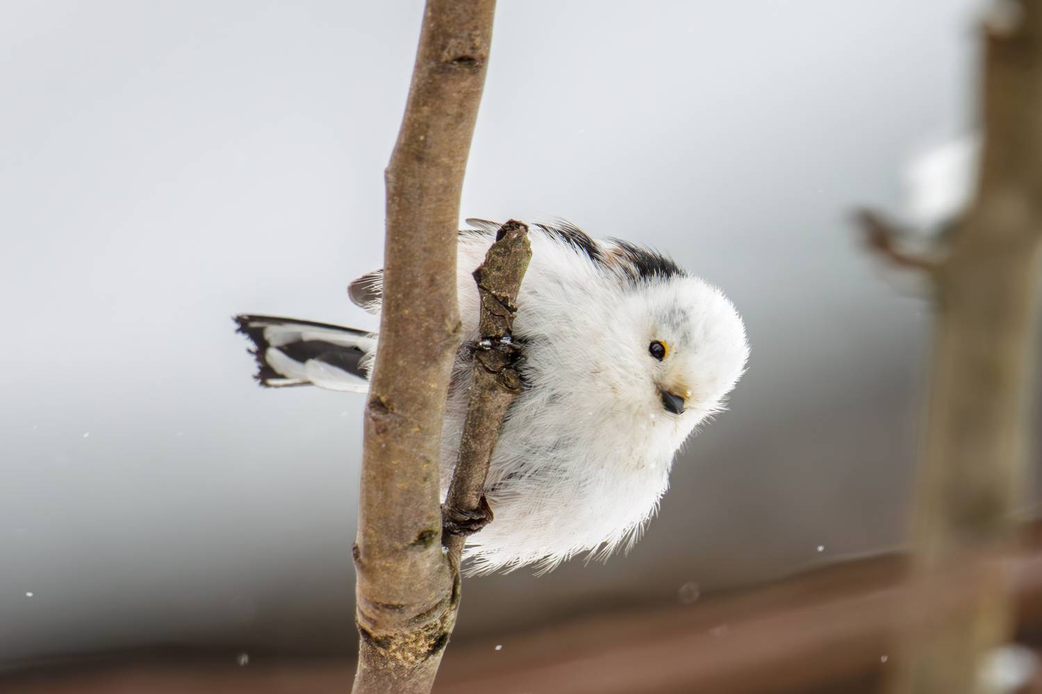Ополовник. Автор: Морозов Сергей , Морозов Сергей