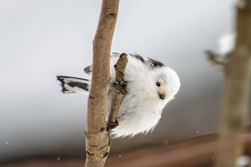 Ополовник фото превью