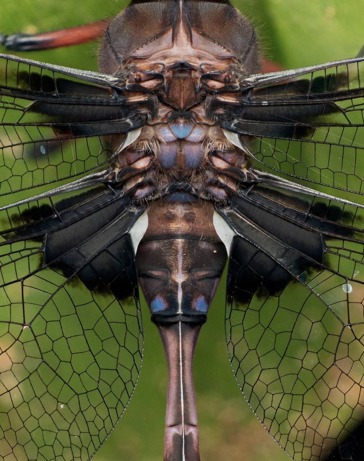 Wings of a dragonfly. Автор: Eduardo Salvador Cabrera macro, Eduardo Salvador Cabrera
