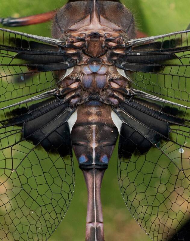 macro Wings of a dragonfly фото превью
