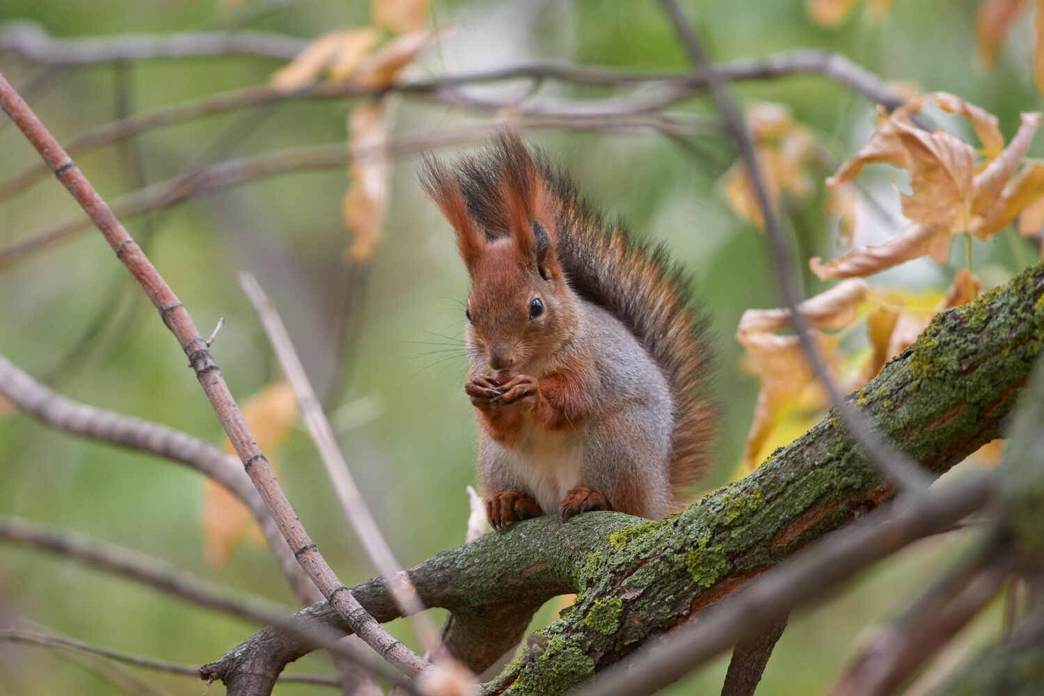 белка, scribus vulgaris, , Павел Сторчилов