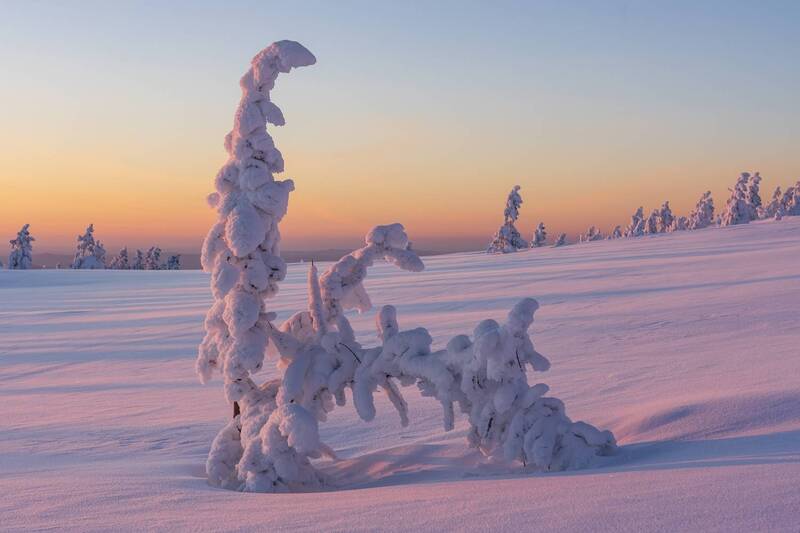 Мухтар, ищи след!photo preview