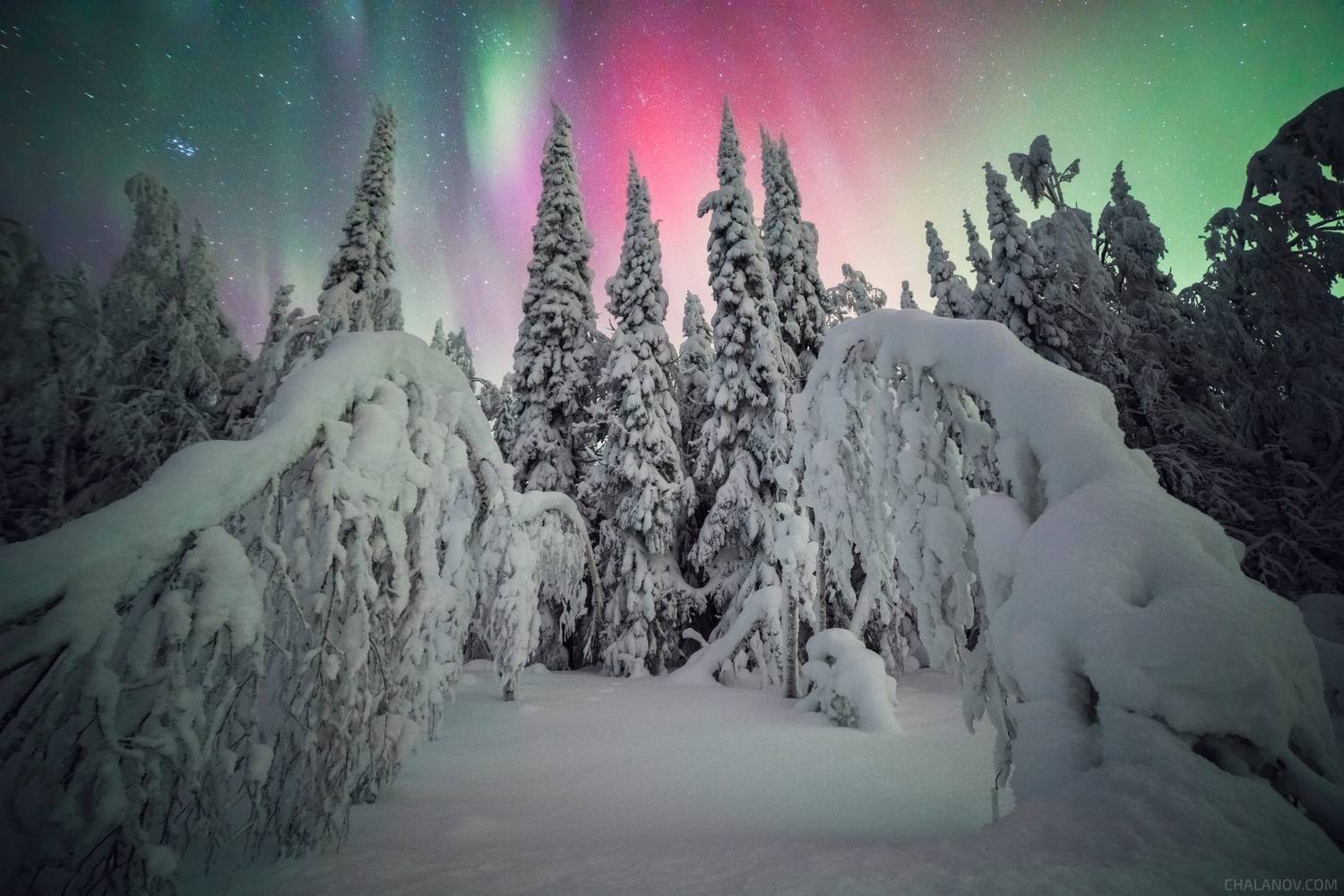 Калейдоскоп Северного сияния. Автор: Иван Чаланов северное сияние, полярное сияние, зима, мороз, ночь, звезды, снег, ели, Иван Чаланов