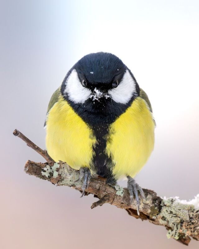 синица, птицы, фотоохота, birdwatching, birds, портрет, зима, лес, большая синица Venomphoto preview