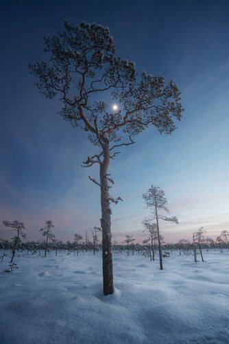 В кроне северной пальмы