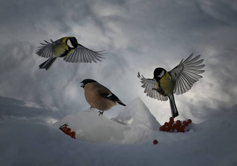 лес, свет, утро, природа, синица, птицы ***photo preview