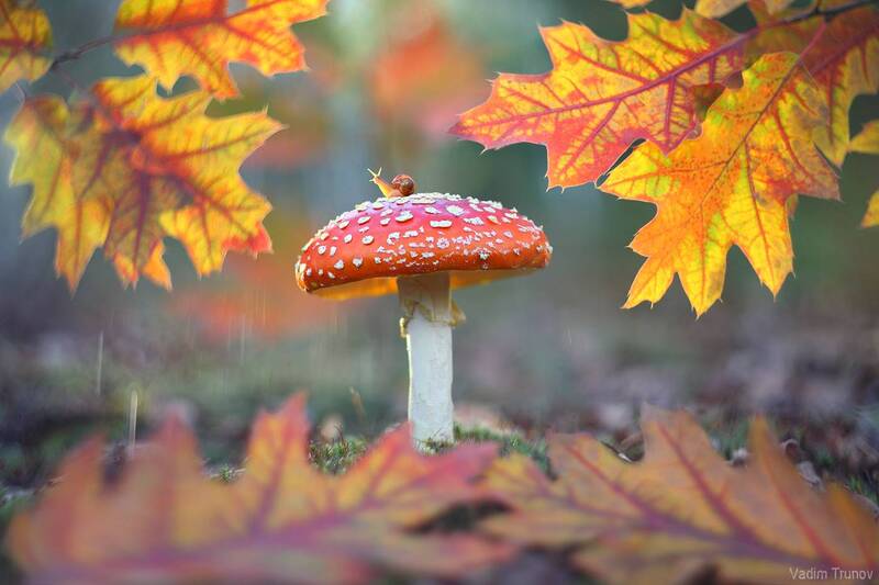 улитка, гриб, мухомор, осень Яркая осень фото превью