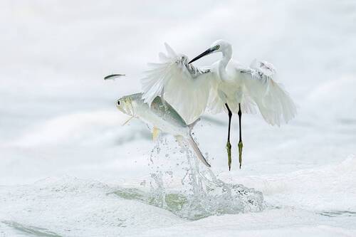 The Epic of Survival in the Waves ——The life struggle between egrets and fish