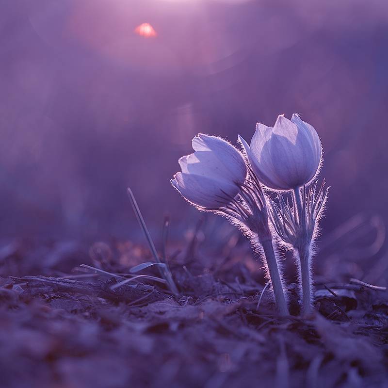 макро, природа, боке, цветы, сон-трава, прострел, подснежник, лес, весна, май, macro, nature, flowers В лунном сиянии... фото превью