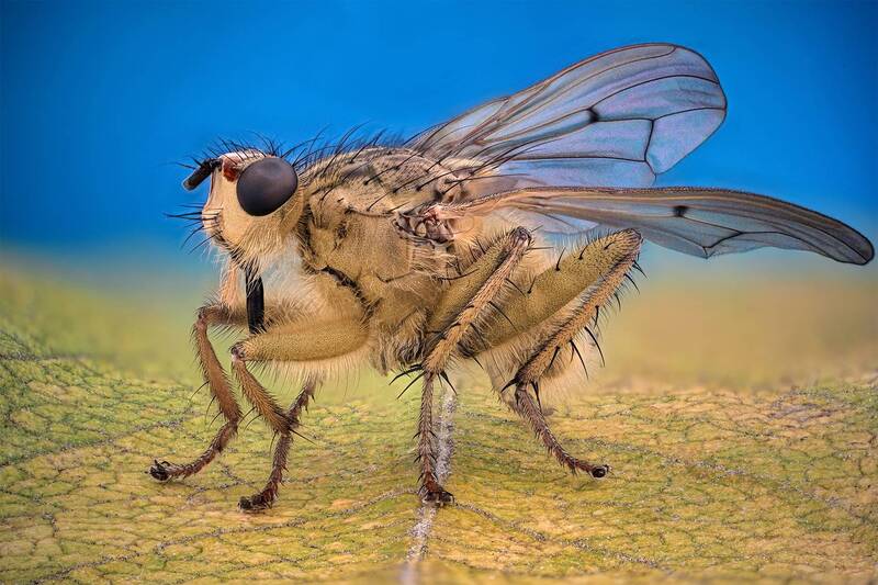 ceclii, macro  фото превью