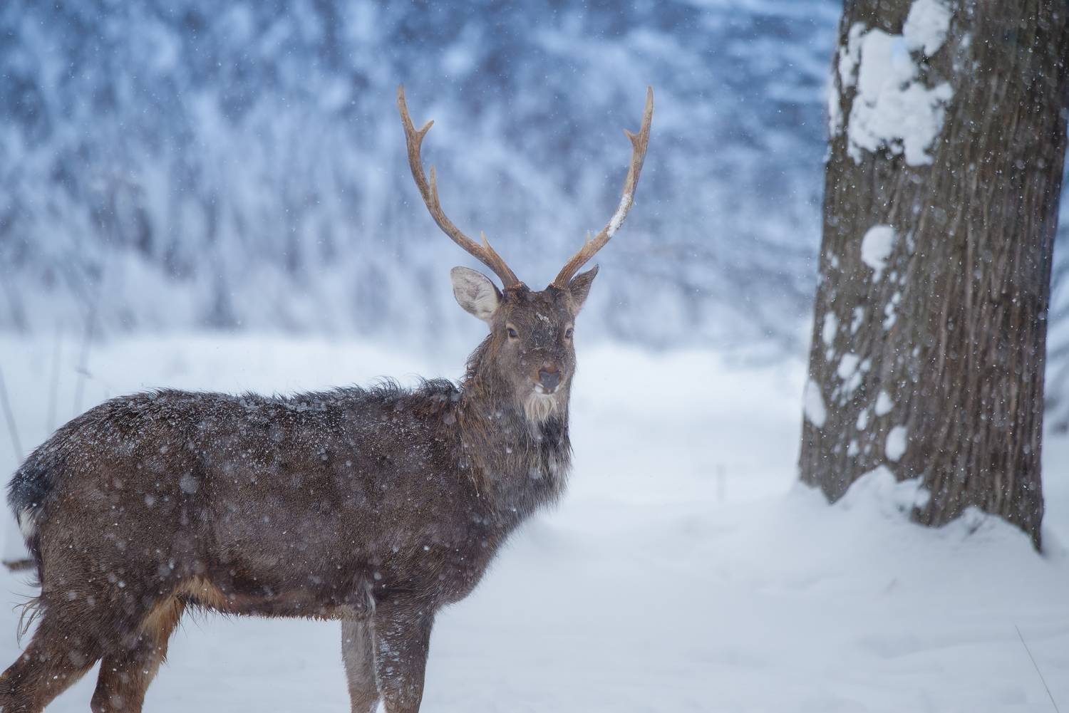 Самец и синий лес. Автор: Сергей Немцев олень, deer, лес, снег, снежинки, forest, snow, Сергей Немцев