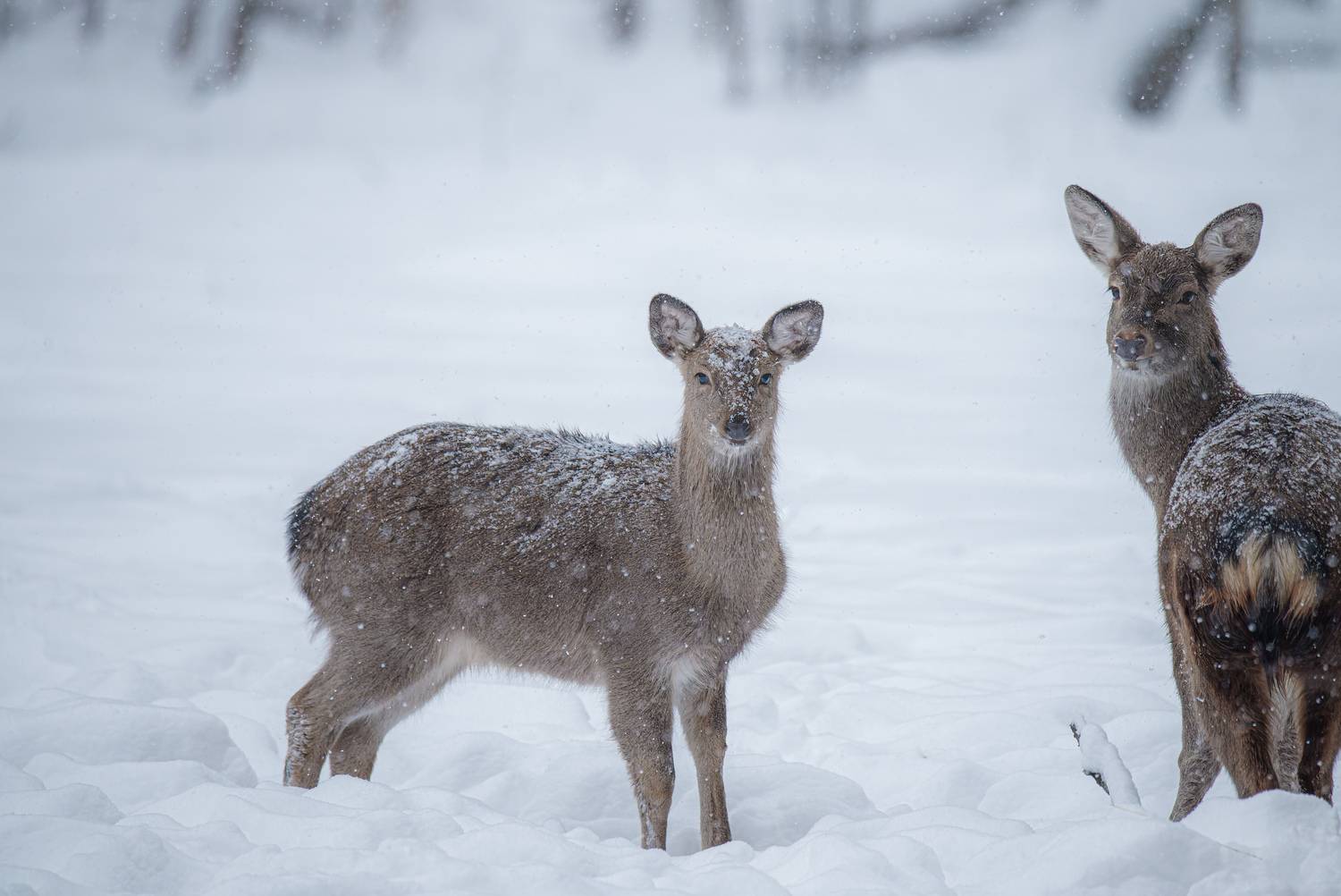 олень, deer, лес, снег, снежинки, forest, snow, Сергей Немцев