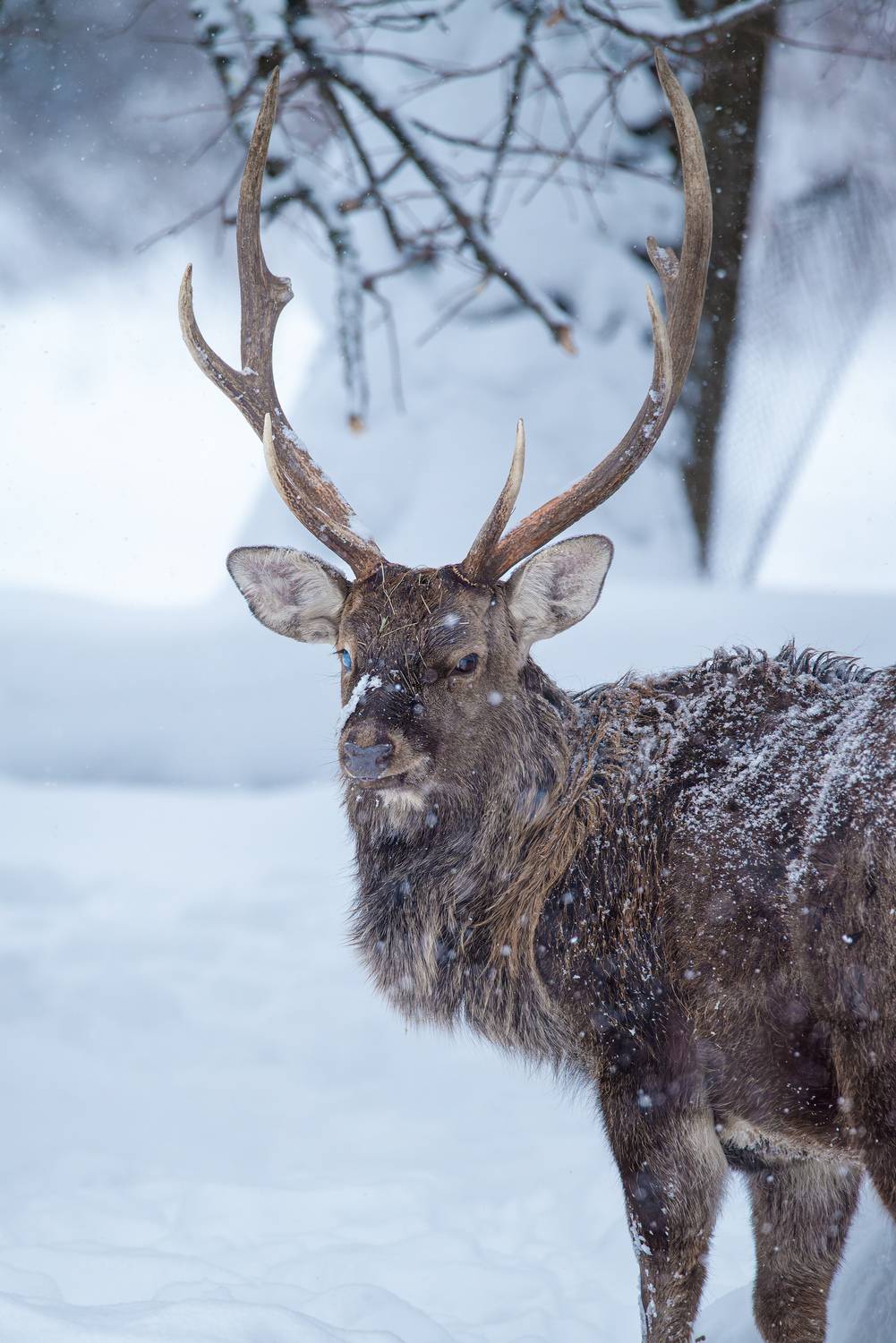 олень, deer, лес, снег, снежинки, forest, snow, Сергей Немцев