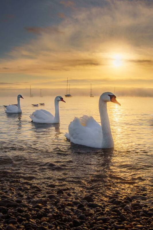 Караван утренней зари фото превью