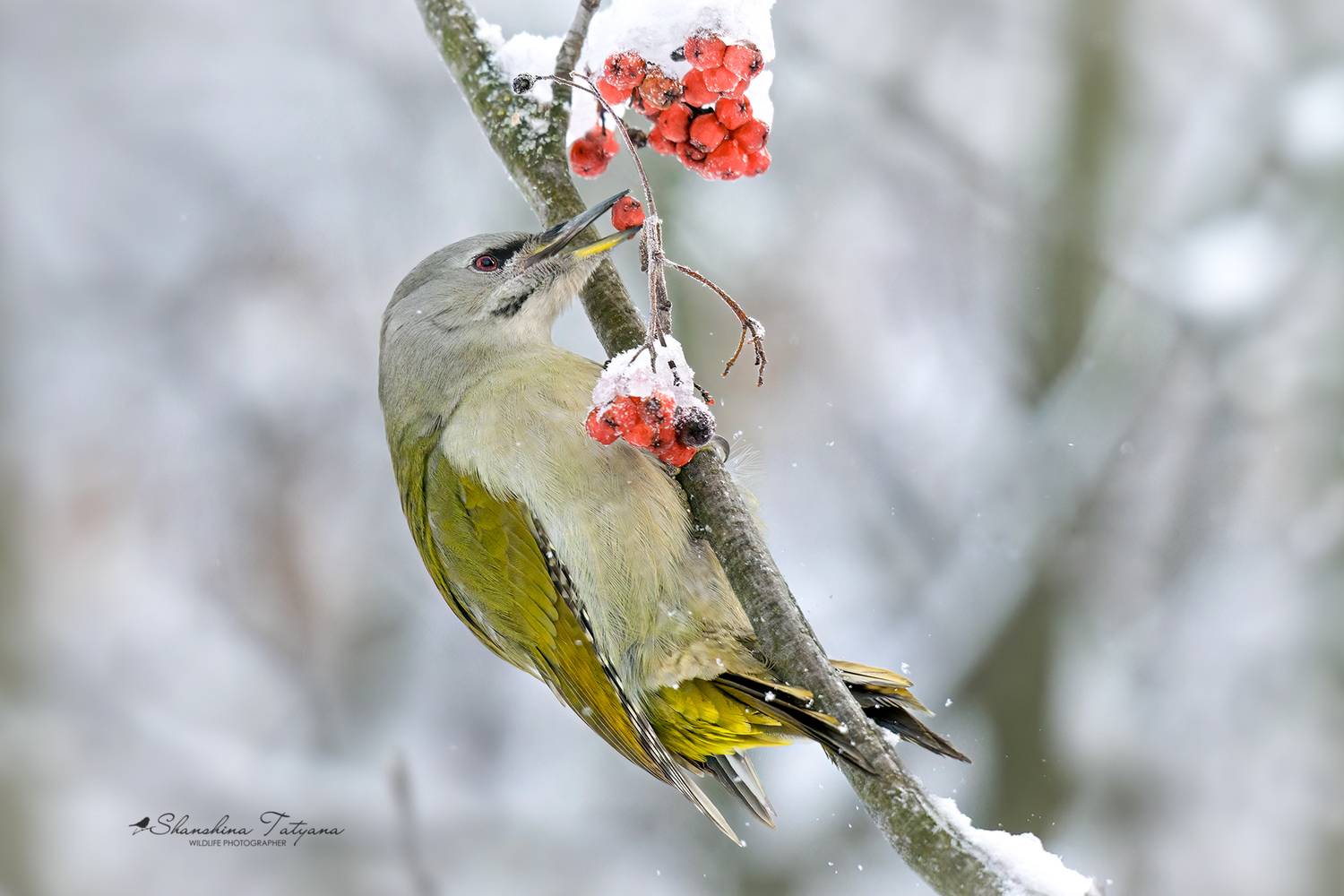 дикая природа, птицы, зима, дятлы, седой дятел, Шаньшина Татьяна