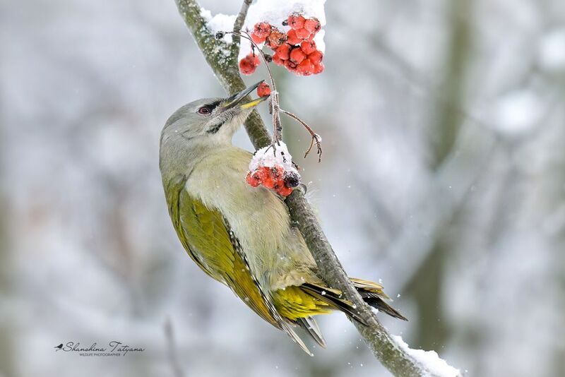 дикая природа, птицы, зима, дятлы, седой дятел Гурманка фото превью