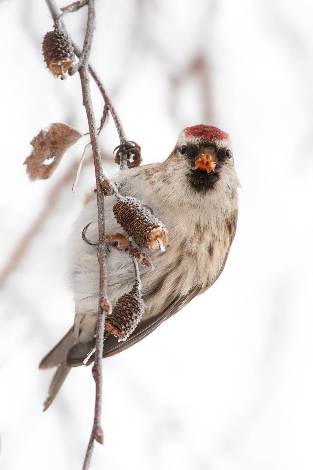 Чечетка. Автор: Полина Шальнева wildlife, birdwatching, nature, bird photography, птица, фотоохота, природа, чечетка, Полина Шальнева