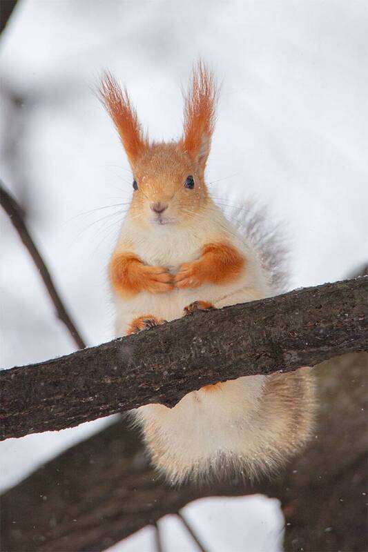 Гони орехи!?? фото превью