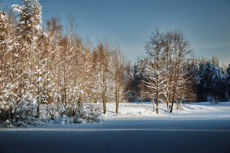 деревья, снег, свет На заснеженном озереphoto preview