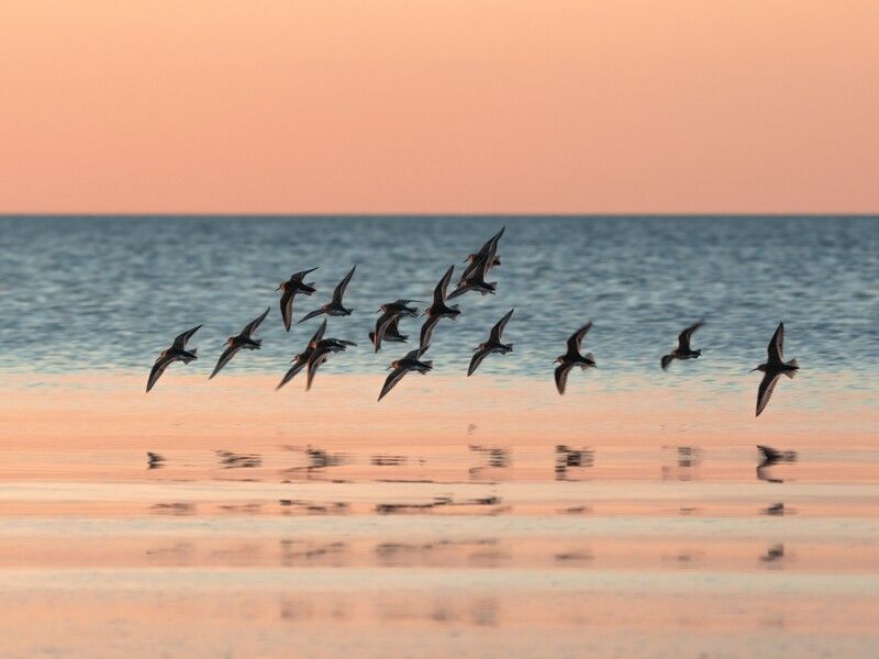 Чернозобик, балтийское море Чернозобики в полетеphoto preview