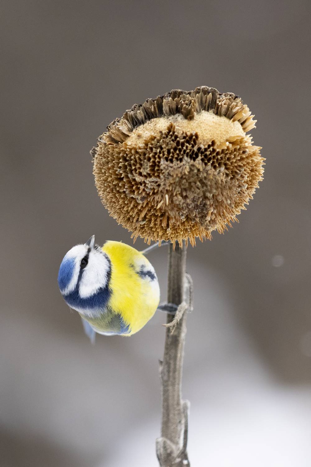 природа, Валерий Черняк