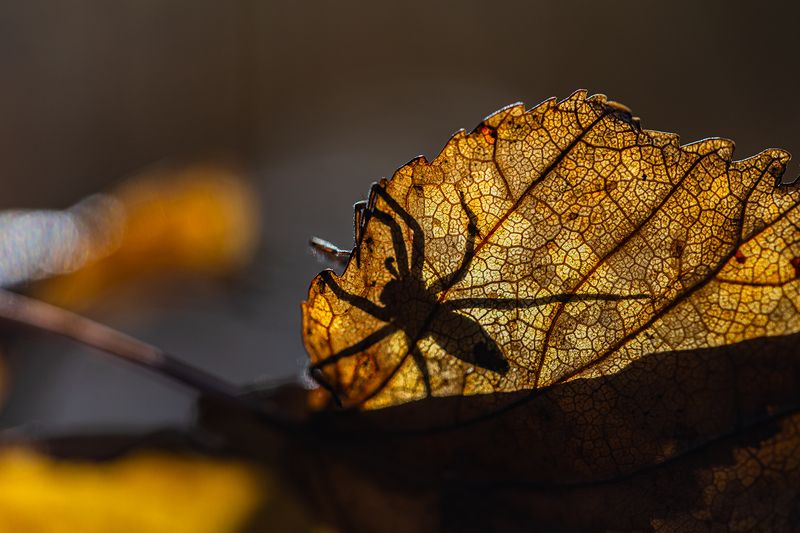 Притаившись в осени фото превью